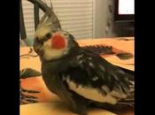 sociabilisation d'une calopsitte élevée main