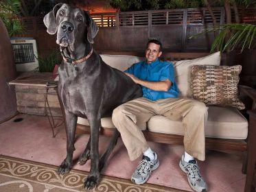 Le chien le plus grand du monde a sa page Facebook