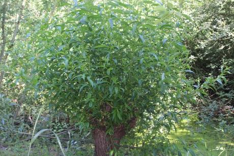 Salix caprea, beau mais nocif ?
