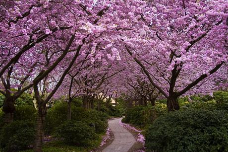 Japon, cerisiers, fleurs fleurissant, parc, allée, bush Wallpaper