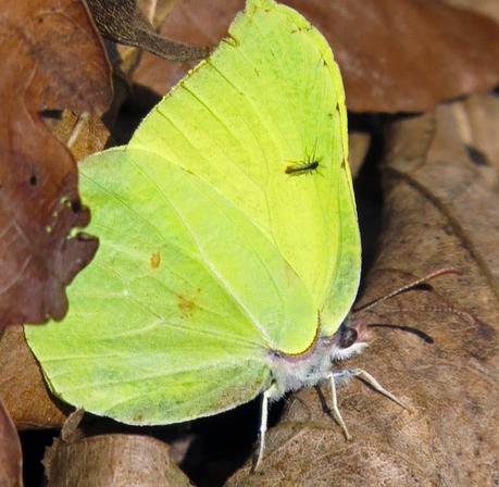 Le Citron résiste au froid et redoute la chaleur