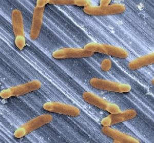 MICROBIOTE FÉCAL contre C. difficile: La preuve par le patient  – Microbiome