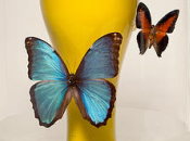 Design vase Vestige Papillons