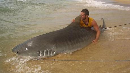 un-australien-peche-un-requin-tigre-de-4-metres-long