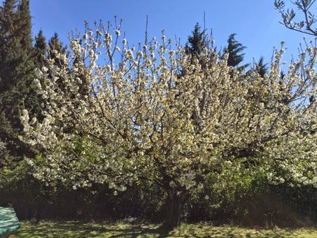 Une semaine de cerisiers