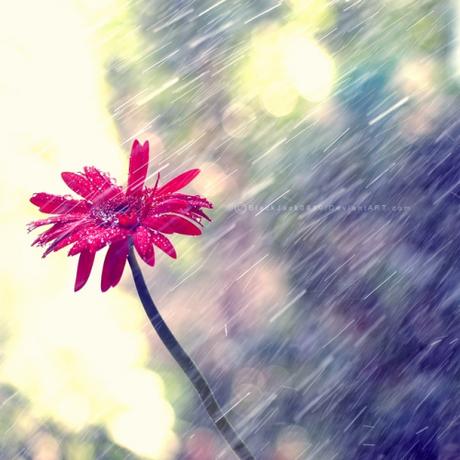 summer, rain, blackjack0919, blackjack, pluie, été, fleur, flower, averse, pour, down