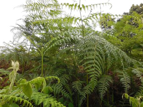 fougères