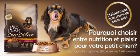 Harry, sera t-il la prochaine star du quartier ? – Concours Inside - DuoDelice_Small_Dog_Banner