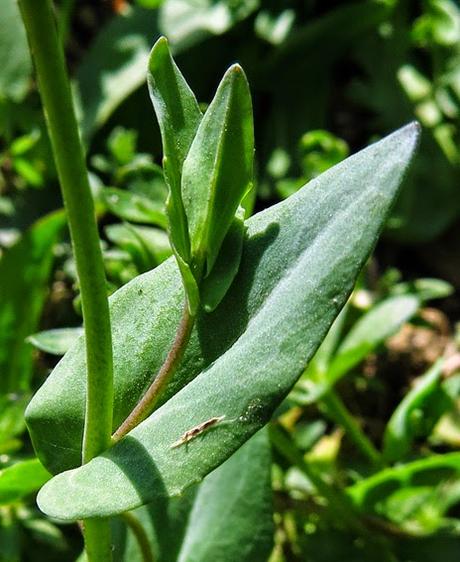 Microthlaspi perfoliatum (Monnoyère à feuilles embrassantes)