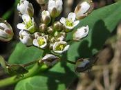 Microthlaspi perfoliatum (Monnoyère feuilles embrassantes)