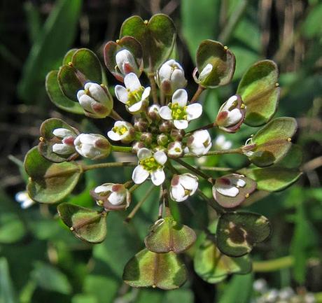 Microthlaspi perfoliatum (Monnoyère à feuilles embrassantes)