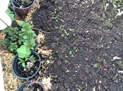 Promenade dans serre avril 2015