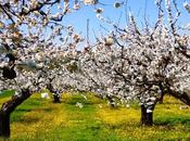 cerisiers fleurs