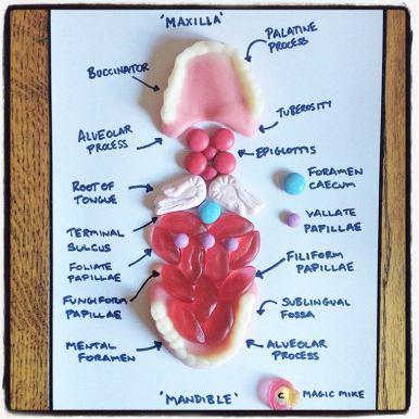 Apprendre l’anatomie humaine avec des bonbons colorés !