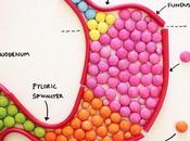 Apprendre l’anatomie humaine avec bonbons colorés