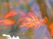 L’écrevisse Louisiane