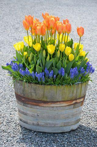 Créer son jardin en pots : trucs et inspiration Faire pousser des tulipes dans un pot