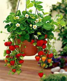 faire pousser des fraises dans un pot