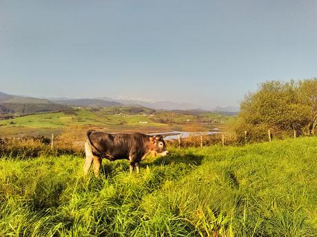 Camino del Norte, etape 9: de Cantabrie aux Asturies