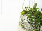 plantes version disco