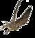 Les faucons pèlerins de retour dans le Beffroi de Mons 2015