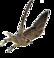 Les faucons pèlerins de retour dans le Beffroi de Mons 2015
