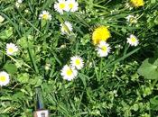 NOTD#10 Rose Adagio England