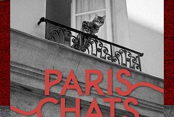 Chats parisiens - Paperblog