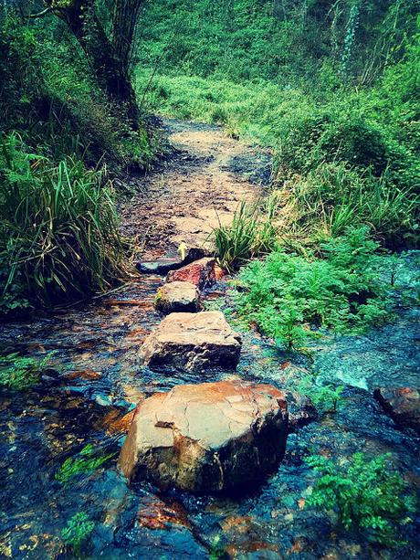 Camino del Norte, étape 13: la pluie sur les eucalyptus.