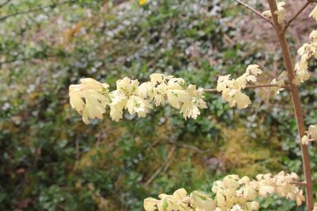 Le réveil des érables