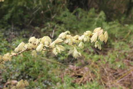 Le réveil des érables