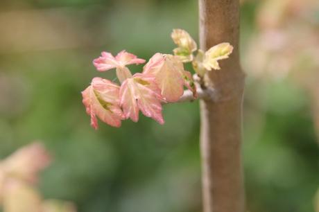 Le réveil des érables