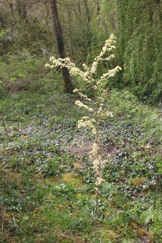 Le réveil des érables