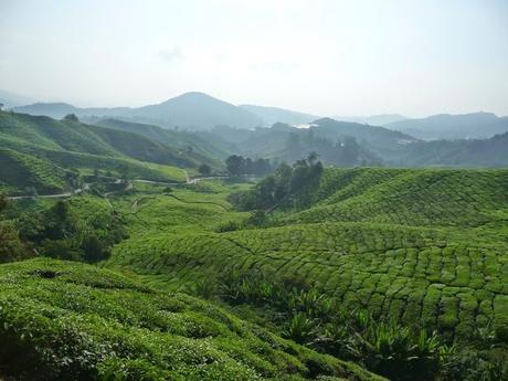 La Malaisie et le thé