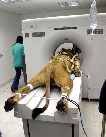 Juste un scanner pour ce lion! mais avouez que c'est drôle...