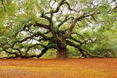 Le chêne Ange – Caroline du Sud