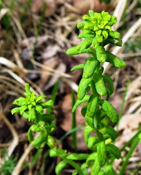 Euphorbe petit-cyprès parasitée
