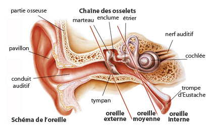 schema oreille interne