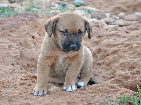 Un chiot de rencontre