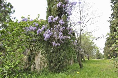 La Provence en Fleurs
