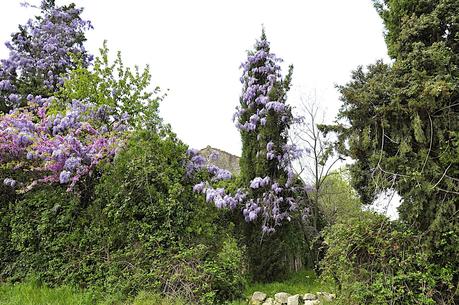 La Provence en Fleurs