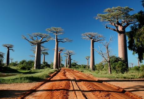 Allée des Baobabs – Madagascar