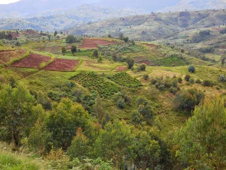 50 nuances de vert et un peu de gris