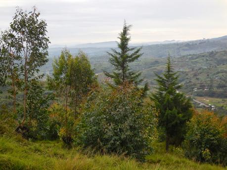 50 nuances de vert et un peu de gris
