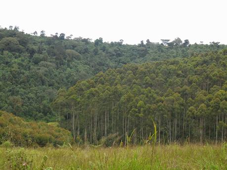 50 nuances de vert et un peu de gris