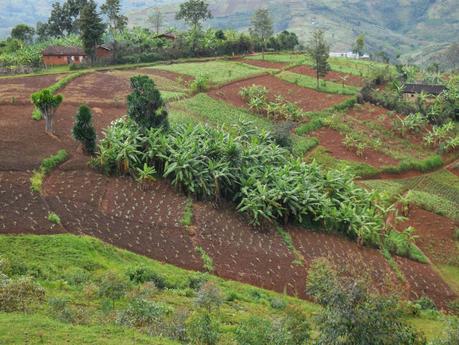 50 nuances de vert et un peu de gris