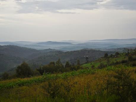 50 nuances de vert et un peu de gris