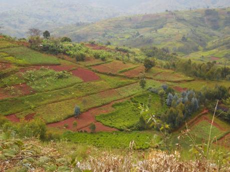 50 nuances de vert et un peu de gris