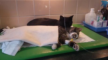 Quelle belle histoire...à redonner le moral en ce mardi bien tristounet 