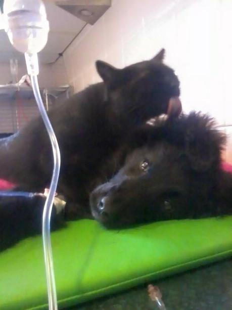 Quelle belle histoire...à redonner le moral en ce mardi bien tristounet 